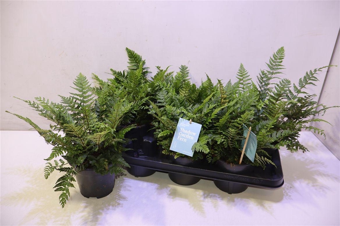 <h4>arr8 Polystic Tsussimens</h4>