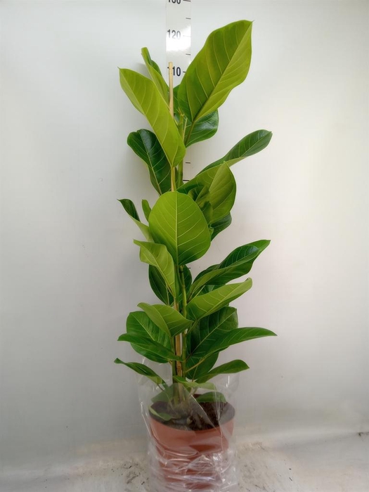 <h4>Ficus altissima</h4>