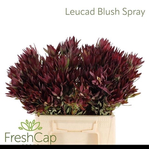 LEUCAD SAL BLUSH