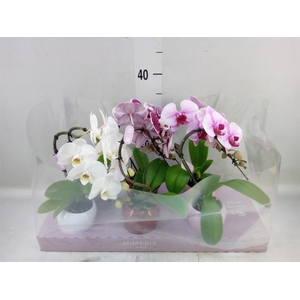 Phalaenopsis   ...