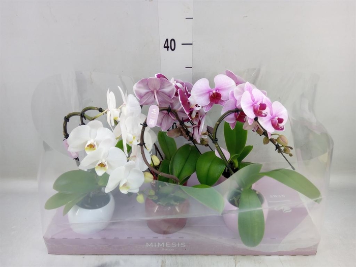 <h4>Phalaenopsis   ...</h4>