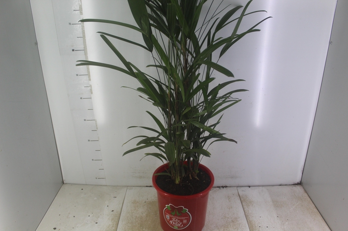 <h4>PALMEIRA RAPHIS P24</h4>