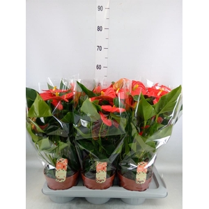 Anthurium andr. 'Florida'