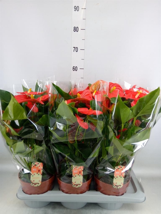 <h4>Anthurium andr. 'Florida'</h4>