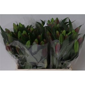 Lelie Oriental Aqua Corvette 2 Bloem