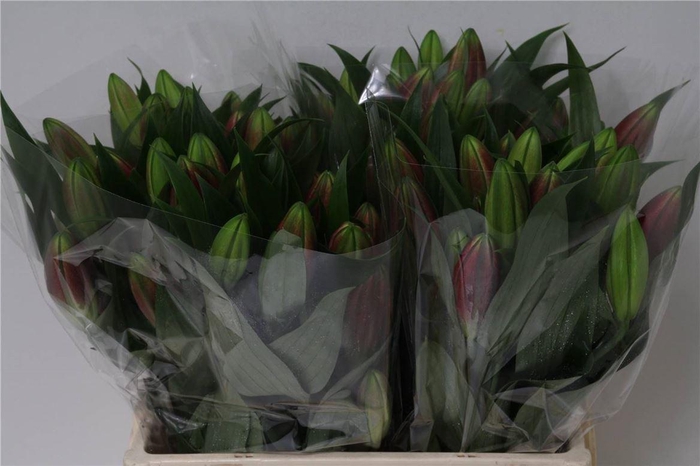 <h4>Lelie Oriental Aqua Corvette 2 Bloem</h4>