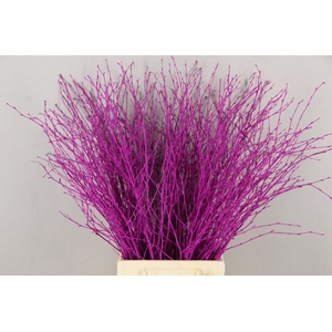 Betula Bs Paint Erica