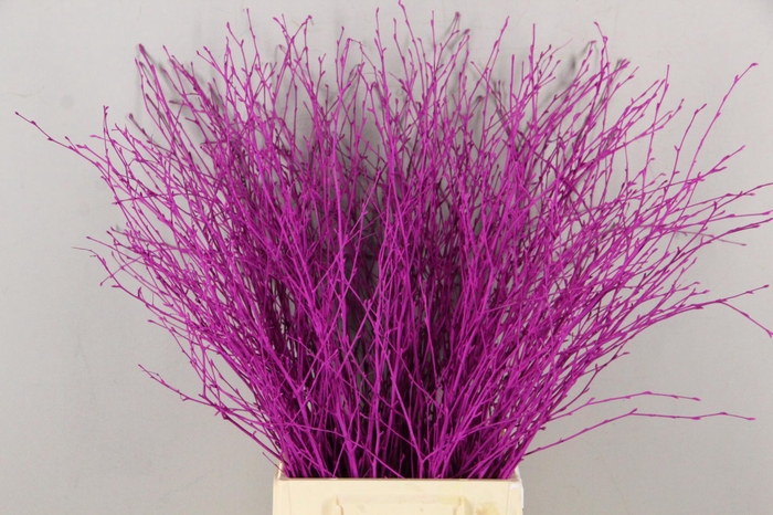 Betula Bs Paint Erica