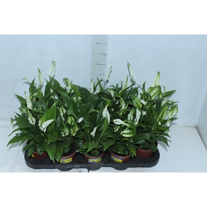 SPATHIPHYLLUM P11 MIN 5 HT COM FLOR