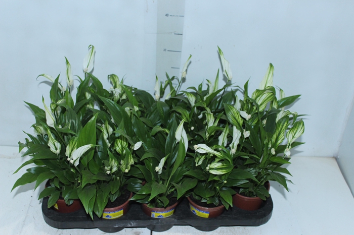 <h4>SPATHIPHYLLUM P11 MIN 5 HT COM FLOR</h4>
