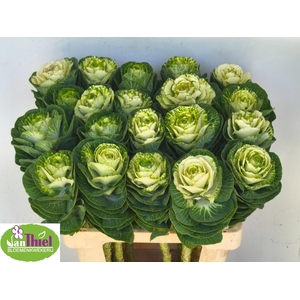 Brassica White Crane Thiel