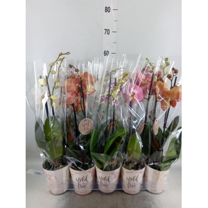Phalaenopsis   ...mix