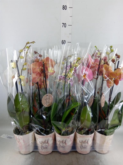 <h4>Phalaenopsis   ...mix</h4>