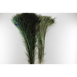 Deco Pauwenveren H% 100 Pp