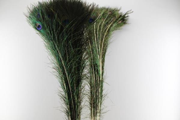 <h4>Deco Pauwenveren H% 100 Pp</h4>