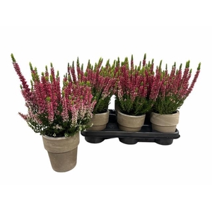 CALLU BL SABELLA