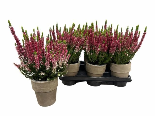 <h4>CALLU BL SABELLA</h4>