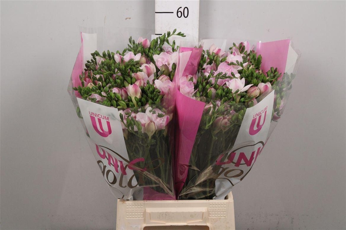 Fr Du Honeymoon (op Kleur!)