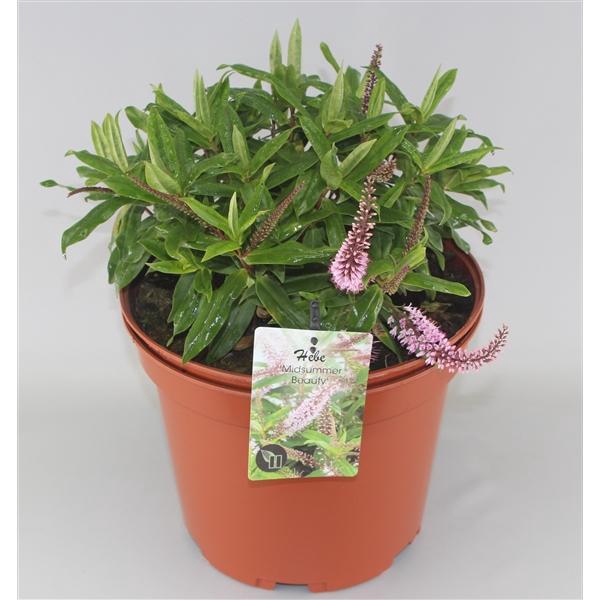 <h4>Hebe 'Midsummer Beauty' C10</h4>