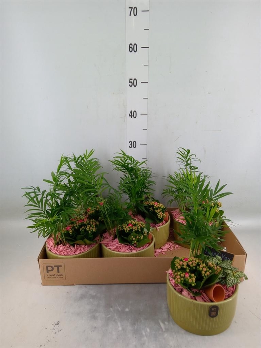 <h4>Arr.    Planten  L%</h4>