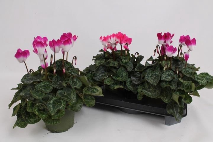 <h4>CYCL MD INDIAKA</h4>