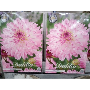 Dahlia   ...flowerbulbs