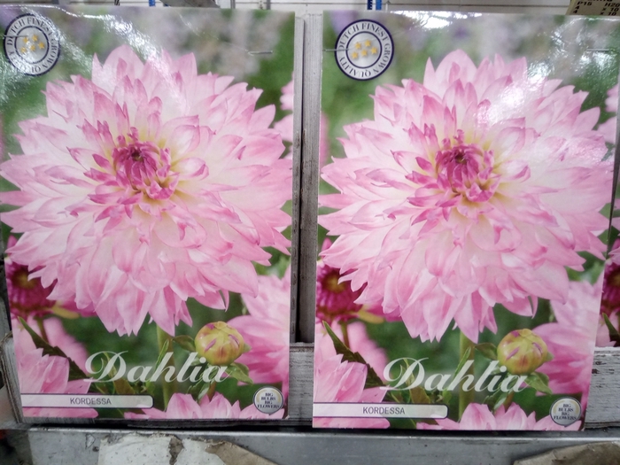 <h4>Dahlia   ...flowerbulbs</h4>