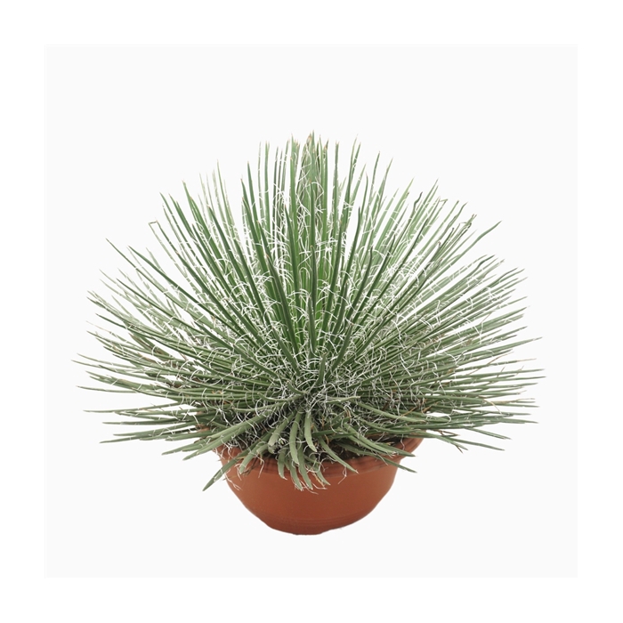 <h4>Agave geminiflora 35 cm</h4>