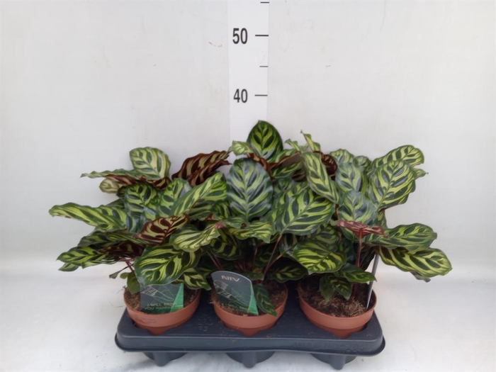 <h4>Calathea makoyana</h4>