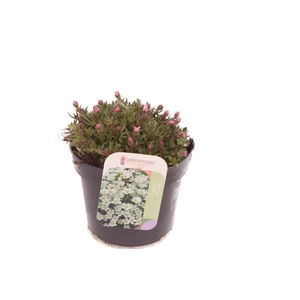 Saxifraga arendsii Ice Colours Appleblossom