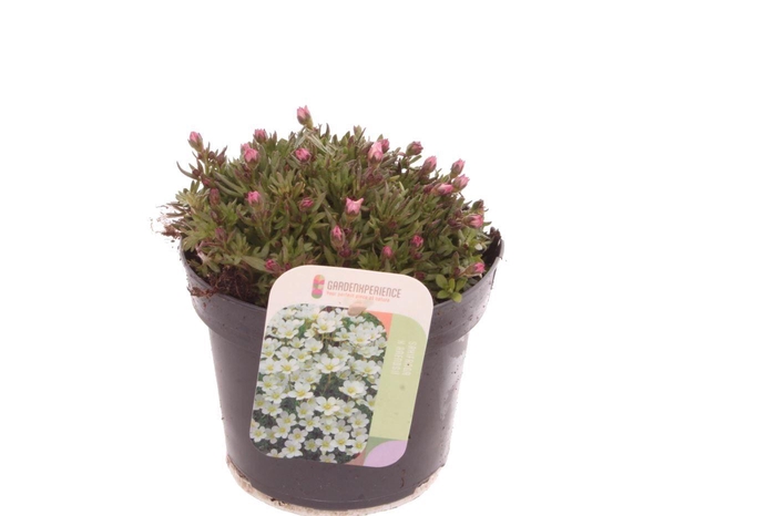 <h4>Saxifraga arendsii Ice Colours Appleblossom</h4>