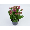 KALANCHOE P11 LILAS