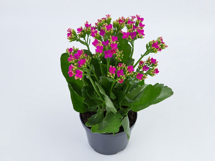 KALANCHOE P11 LILAS