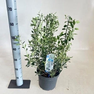 EUONYMUS JA SUSAN