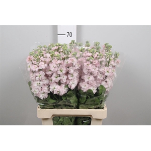 Matth Milla Light Pi