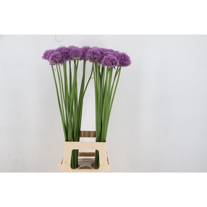 ALLIUM GLADIATOR 085CM