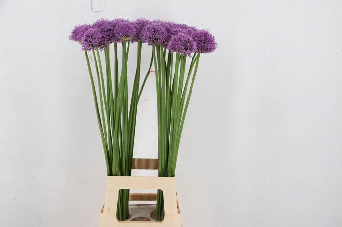 <h4>ALLIUM GLADIATOR 085CM</h4>