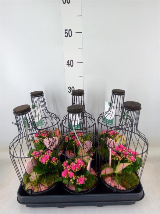 Arr.   Kamerplant Bloei H%