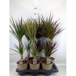 Dracaena marg. 'Magenta'