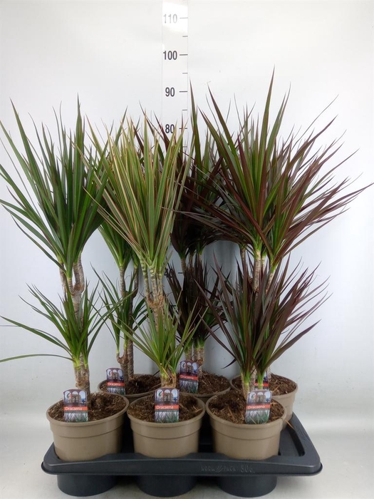<h4>Dracaena marg. 'Magenta'</h4>