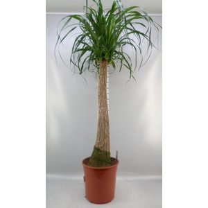 Beaucarnea recurvata