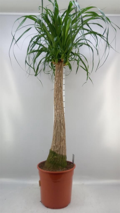 <h4>Beaucarnea recurvata</h4>