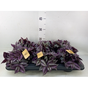 Tradescantia zebr. 'Purpusii'