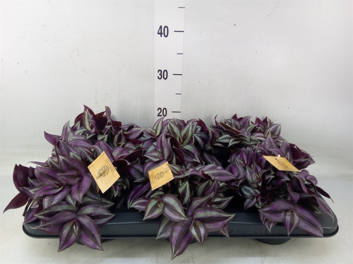 <h4>Tradescantia zebr. 'Purpusii'</h4>