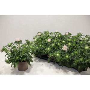 Callis Star Li Pink