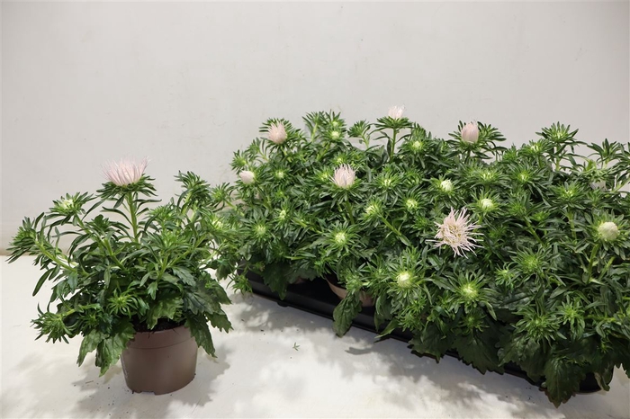 <h4>Callis Star Li Pink</h4>