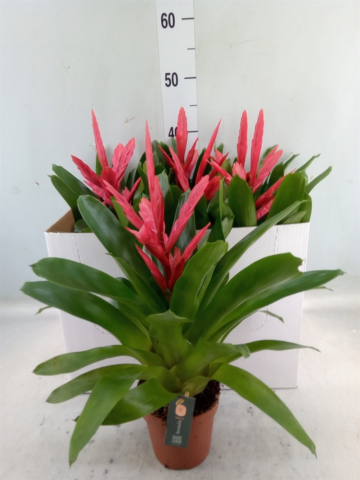 <h4>Vriesea  'Intenso Pink'</h4>