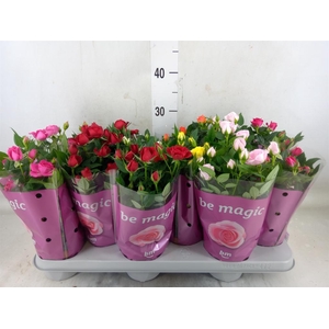 Rosa  'Beau Monde'   ...mix