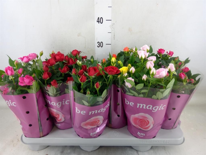 <h4>Rosa  'Beau Monde'   ...mix</h4>