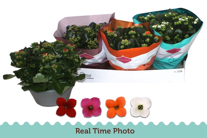 <h4>KAL EN GEM 4 KL</h4>